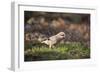 Jay (Garrulus Glandarius). Scotland, UK, February-Mark Hamblin-Framed Photographic Print