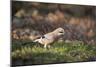 Jay (Garrulus Glandarius). Scotland, UK, February-Mark Hamblin-Mounted Photographic Print