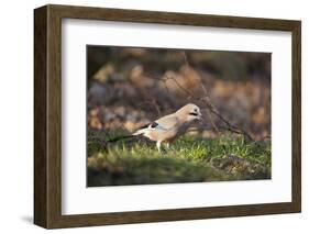 Jay (Garrulus Glandarius). Scotland, UK, February-Mark Hamblin-Framed Photographic Print