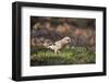 Jay (Garrulus Glandarius). Scotland, UK, February-Mark Hamblin-Framed Photographic Print