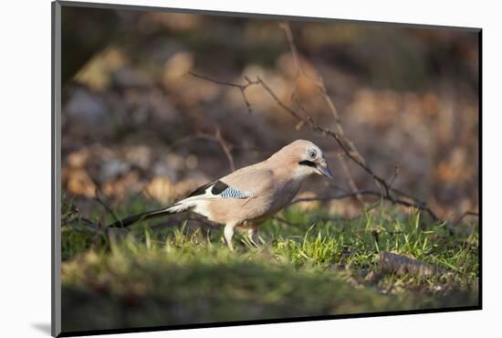 Jay (Garrulus Glandarius). Scotland, UK, February-Mark Hamblin-Mounted Photographic Print