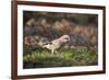 Jay (Garrulus Glandarius). Scotland, UK, February-Mark Hamblin-Framed Photographic Print