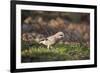 Jay (Garrulus Glandarius). Scotland, UK, February-Mark Hamblin-Framed Photographic Print