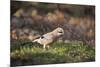 Jay (Garrulus Glandarius). Scotland, UK, February-Mark Hamblin-Mounted Photographic Print