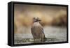 Jay (Garrulus glandarius), Sweden, Scandinavia, Europe-Janette Hill-Framed Stretched Canvas