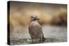 Jay (Garrulus glandarius), Sweden, Scandinavia, Europe-Janette Hill-Stretched Canvas