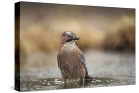 Jay (Garrulus glandarius), Sweden, Scandinavia, Europe-Janette Hill-Stretched Canvas