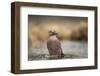 Jay (Garrulus glandarius), Sweden, Scandinavia, Europe-Janette Hill-Framed Photographic Print