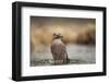 Jay (Garrulus glandarius), Sweden, Scandinavia, Europe-Janette Hill-Framed Photographic Print