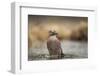 Jay (Garrulus glandarius), Sweden, Scandinavia, Europe-Janette Hill-Framed Photographic Print