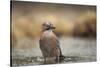 Jay (Garrulus glandarius), Sweden, Scandinavia, Europe-Janette Hill-Stretched Canvas