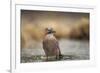 Jay (Garrulus glandarius), Sweden, Scandinavia, Europe-Janette Hill-Framed Photographic Print