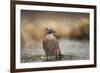 Jay (Garrulus glandarius), Sweden, Scandinavia, Europe-Janette Hill-Framed Photographic Print