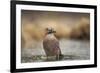 Jay (Garrulus glandarius), Sweden, Scandinavia, Europe-Janette Hill-Framed Photographic Print