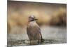 Jay (Garrulus glandarius), Sweden, Scandinavia, Europe-Janette Hill-Mounted Photographic Print