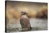 Jay (Garrulus glandarius), Sweden, Scandinavia, Europe-Janette Hill-Stretched Canvas