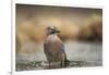 Jay (Garrulus glandarius), Sweden, Scandinavia, Europe-Janette Hill-Framed Photographic Print