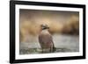 Jay (Garrulus glandarius), Sweden, Scandinavia, Europe-Janette Hill-Framed Photographic Print