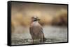 Jay (Garrulus glandarius), Sweden, Scandinavia, Europe-Janette Hill-Framed Stretched Canvas