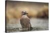 Jay (Garrulus glandarius), Sweden, Scandinavia, Europe-Janette Hill-Stretched Canvas