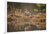 Jay (Garrulus glandarius), Sweden, Scandinavia, Europe-Janette Hill-Framed Photographic Print