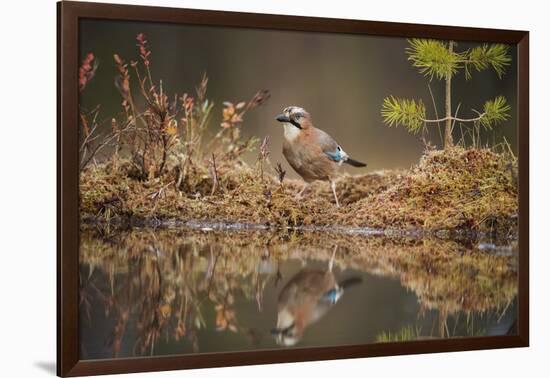 Jay (Garrulus glandarius), Sweden, Scandinavia, Europe-Janette Hill-Framed Photographic Print