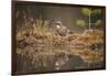 Jay (Garrulus glandarius), Sweden, Scandinavia, Europe-Janette Hill-Framed Photographic Print