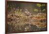 Jay (Garrulus glandarius), Sweden, Scandinavia, Europe-Janette Hill-Framed Photographic Print