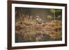 Jay (Garrulus glandarius), Sweden, Scandinavia, Europe-Janette Hill-Framed Photographic Print