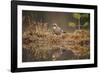 Jay (Garrulus glandarius), Sweden, Scandinavia, Europe-Janette Hill-Framed Photographic Print