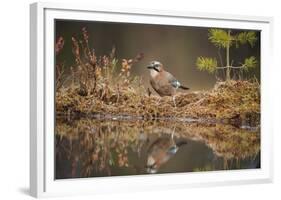 Jay (Garrulus glandarius), Sweden, Scandinavia, Europe-Janette Hill-Framed Photographic Print