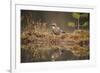 Jay (Garrulus glandarius), Sweden, Scandinavia, Europe-Janette Hill-Framed Photographic Print