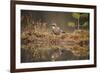 Jay (Garrulus glandarius), Sweden, Scandinavia, Europe-Janette Hill-Framed Photographic Print