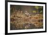 Jay (Garrulus glandarius), Sweden, Scandinavia, Europe-Janette Hill-Framed Photographic Print