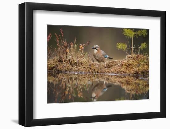 Jay (Garrulus glandarius), Sweden, Scandinavia, Europe-Janette Hill-Framed Photographic Print