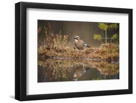 Jay (Garrulus glandarius), Sweden, Scandinavia, Europe-Janette Hill-Framed Photographic Print