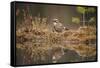 Jay (Garrulus glandarius), Sweden, Scandinavia, Europe-Janette Hill-Framed Stretched Canvas