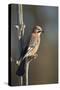 Jay (Garrulus glandarius), Sweden, Scandinavia, Europe-Janette Hill-Stretched Canvas