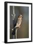 Jay (Garrulus glandarius), Sweden, Scandinavia, Europe-Janette Hill-Framed Photographic Print