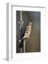 Jay (Garrulus glandarius), Sweden, Scandinavia, Europe-Janette Hill-Framed Photographic Print