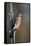 Jay (Garrulus glandarius), Sweden, Scandinavia, Europe-Janette Hill-Framed Stretched Canvas