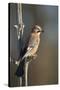 Jay (Garrulus glandarius), Sweden, Scandinavia, Europe-Janette Hill-Stretched Canvas