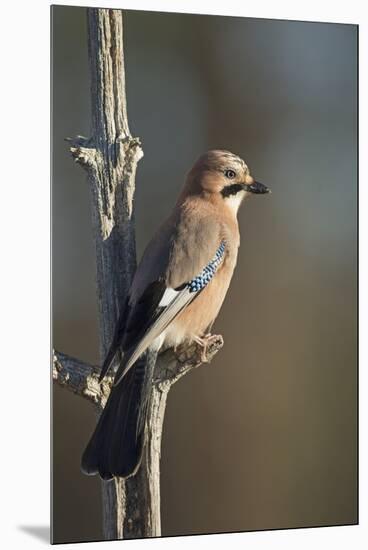 Jay (Garrulus glandarius), Sweden, Scandinavia, Europe-Janette Hill-Mounted Premium Photographic Print