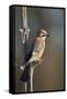 Jay (Garrulus glandarius), Sweden, Scandinavia, Europe-Janette Hill-Framed Stretched Canvas