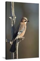 Jay (Garrulus glandarius), Sweden, Scandinavia, Europe-Janette Hill-Stretched Canvas