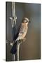 Jay (Garrulus glandarius), Sweden, Scandinavia, Europe-Janette Hill-Stretched Canvas