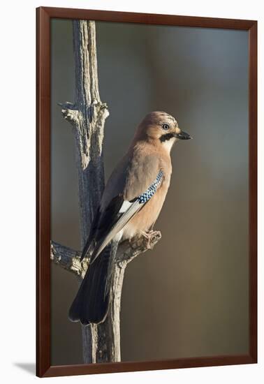 Jay (Garrulus glandarius), Sweden, Scandinavia, Europe-Janette Hill-Framed Photographic Print