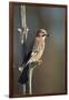 Jay (Garrulus glandarius), Sweden, Scandinavia, Europe-Janette Hill-Framed Photographic Print