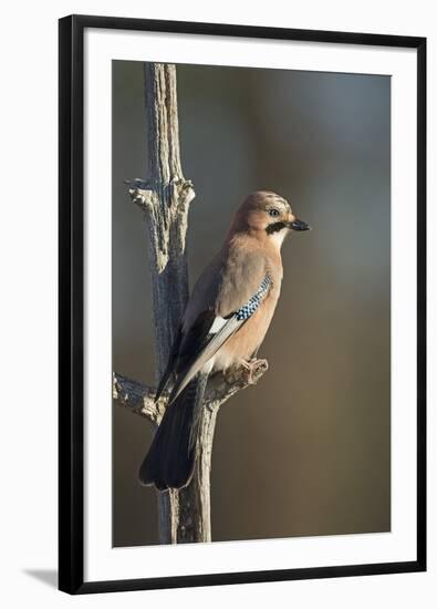 Jay (Garrulus glandarius), Sweden, Scandinavia, Europe-Janette Hill-Framed Photographic Print