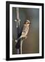 Jay (Garrulus glandarius), Sweden, Scandinavia, Europe-Janette Hill-Framed Photographic Print